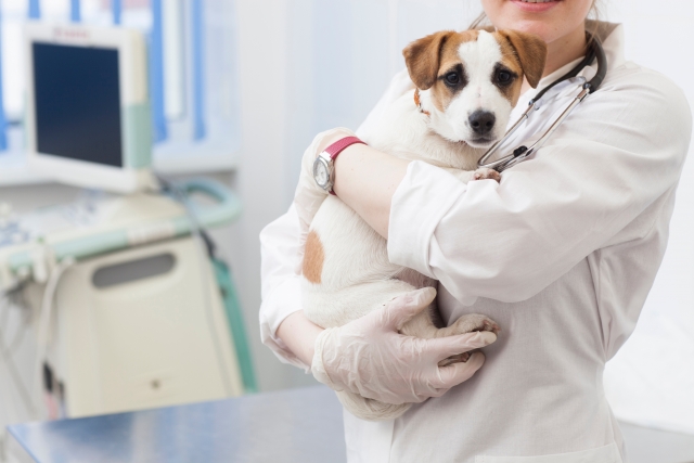 獣医に抱かれる癌の犬ちゃん