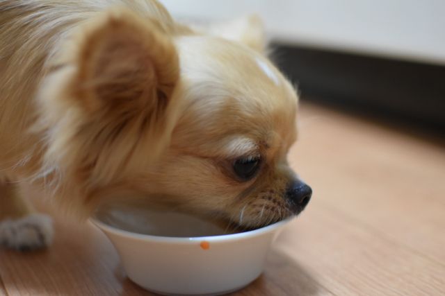 犬の甲状腺機能低下症に適した食事の手作りレシピ